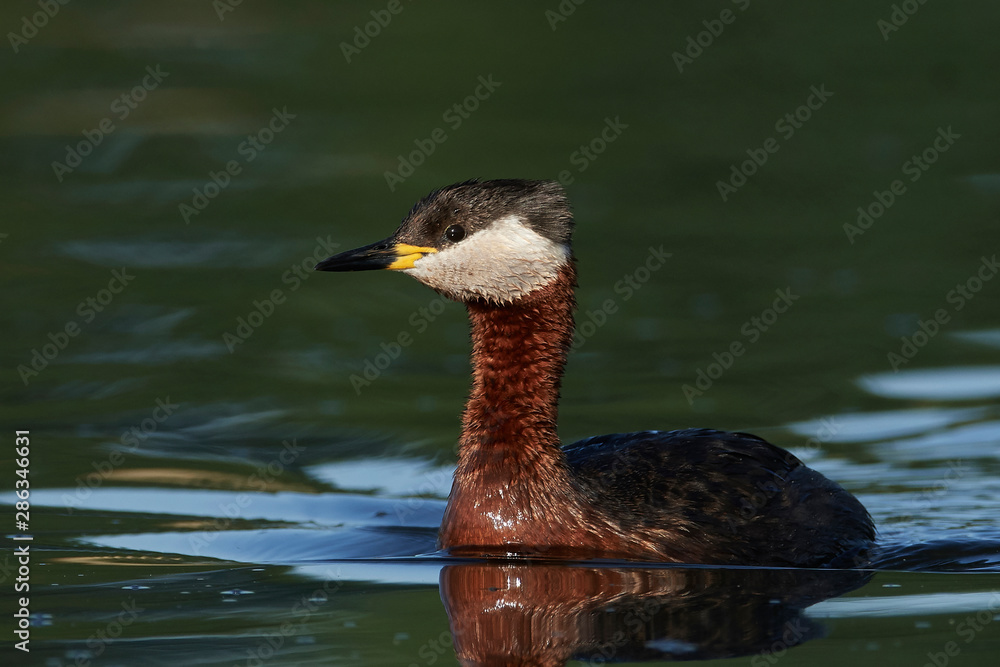 Obraz premium Red-necked grebe (Podiceps grisegena)