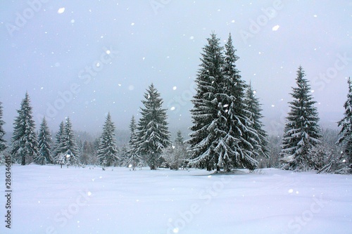 snow covered pine trees © sebi_2569