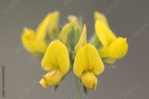 Lotus oliginosus Greater Bird's Foot Trefoil lovely legume with intense yellow flowers in a group of five photo