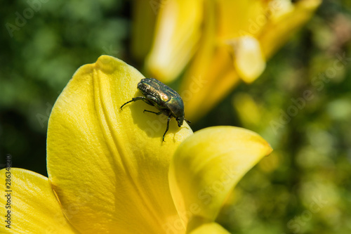 Golden chafer (Cetonia aurata) sitting on yellow Lily. Insect pest on a Lily petal. Insect closeup. © Dmitry