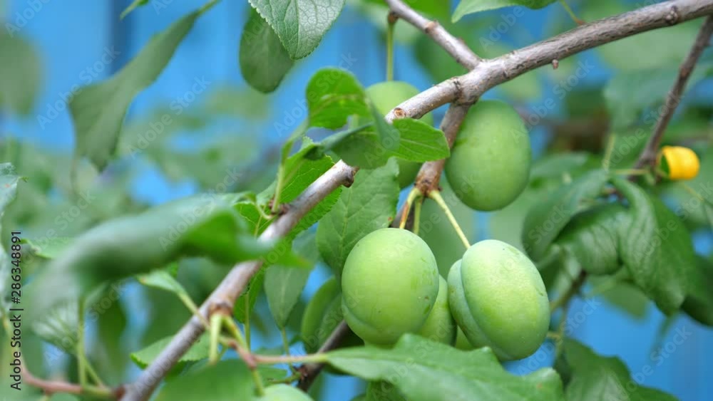 Green plums growing at the orchard, nobody. Summer time Green plums growing at the orchard, nobody. Summer time