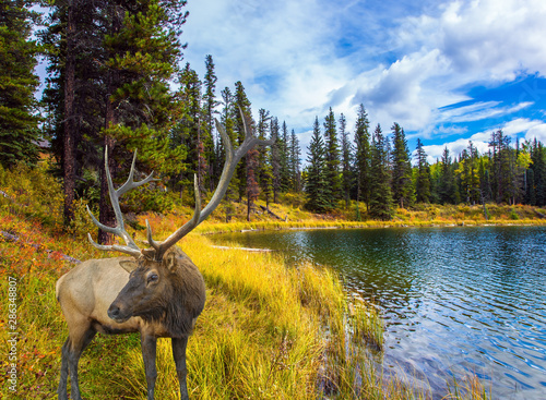 Deer grazes on the lake photo