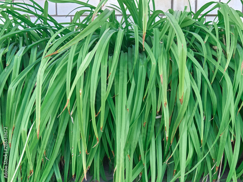green grass near the wall of the house