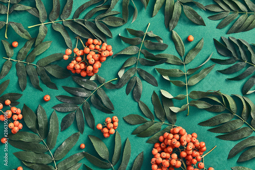 Sorbus and leaves on dark green background top view photo