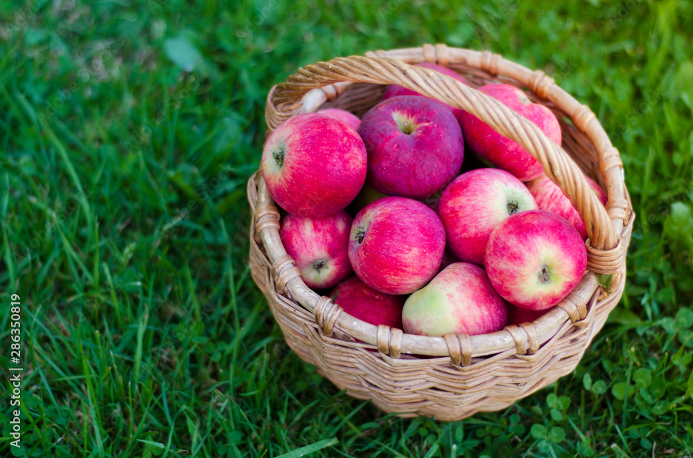 Wicker basket with red fresh ripe apples on green grass. Harvesting summer or fall crops. Wicker basket with red fresh ripe apples on green grass. Harvesting summer or fall crops.