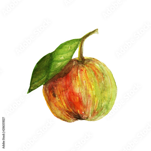 watercolor illustration of a juicy apple with green leaves