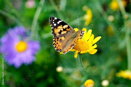 a small tortoiseshell butterfly pollinating an aster © 13threephotography
