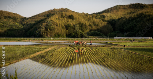 rice fields in Shikoku photo