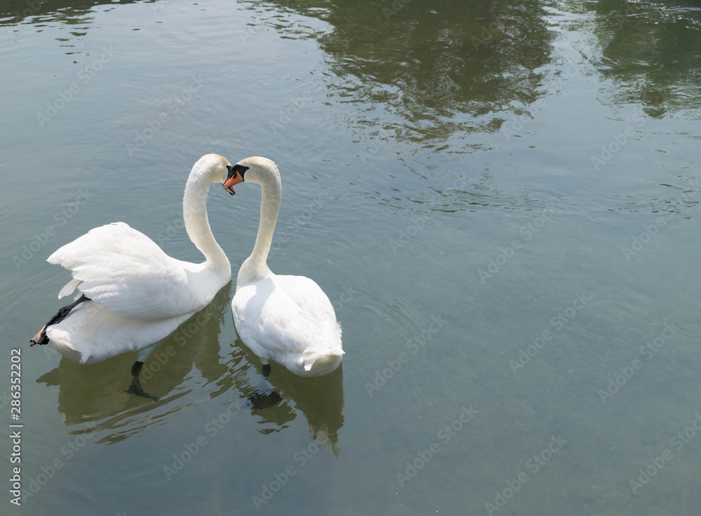 The mute swan - White swans on water - White swans swimming on river - Swans gorgeous on grey water surface The mute swan - White swans on water - White swans swimming on river - Swans gorgeous on grey water surface