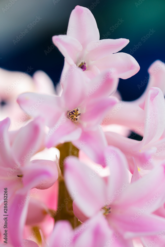 Macro shot of lilac flower