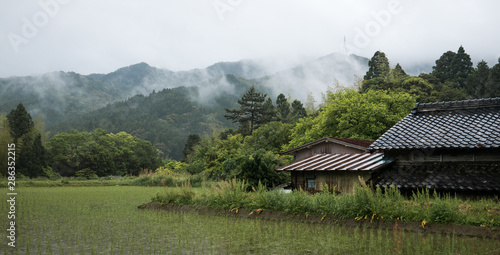 Photos rice fields in Shikoku
