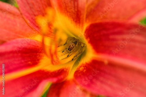 Spider Cheiracanthium sitting in the flower red and yellow daylilie. Cheiracanthium in ambush. Spider close-up. photo