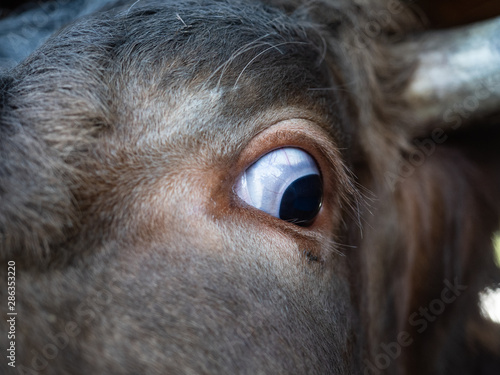 Huge open cow's eye, big eye curiously looking photo