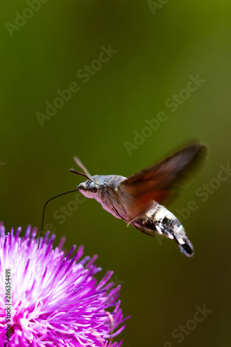 Moro sphynx colibri butinant chardon