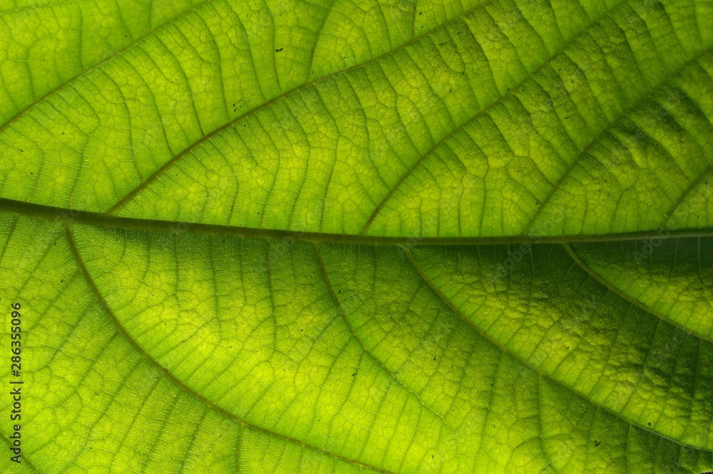 texture of green leaf texture of green leaf