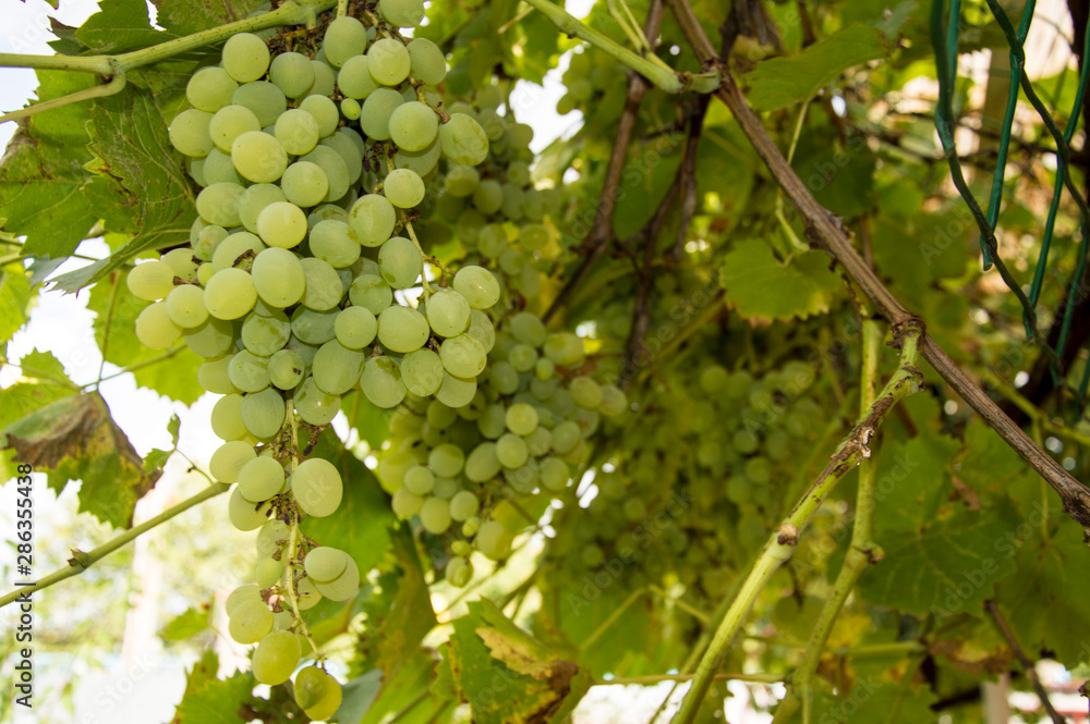 bunch of grapes on the vine