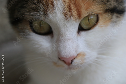 close up of a orange, gray, black and white cat who whatches you with green eyes on a blurry background. portrait of cats