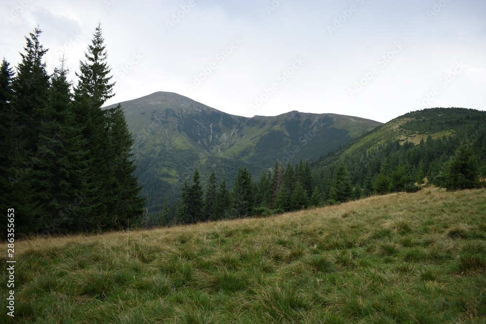 View while climbing Mount Hoverla. View of the mountain, forests and clouds. Ukrainian Carpathians. View while climbing Mount Hoverla. View of the mountain, forests and clouds. Ukrainian Carpathians.