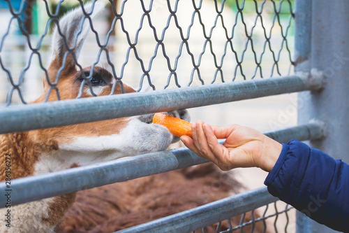 A woman feeds a llama at the zoo through a fence_