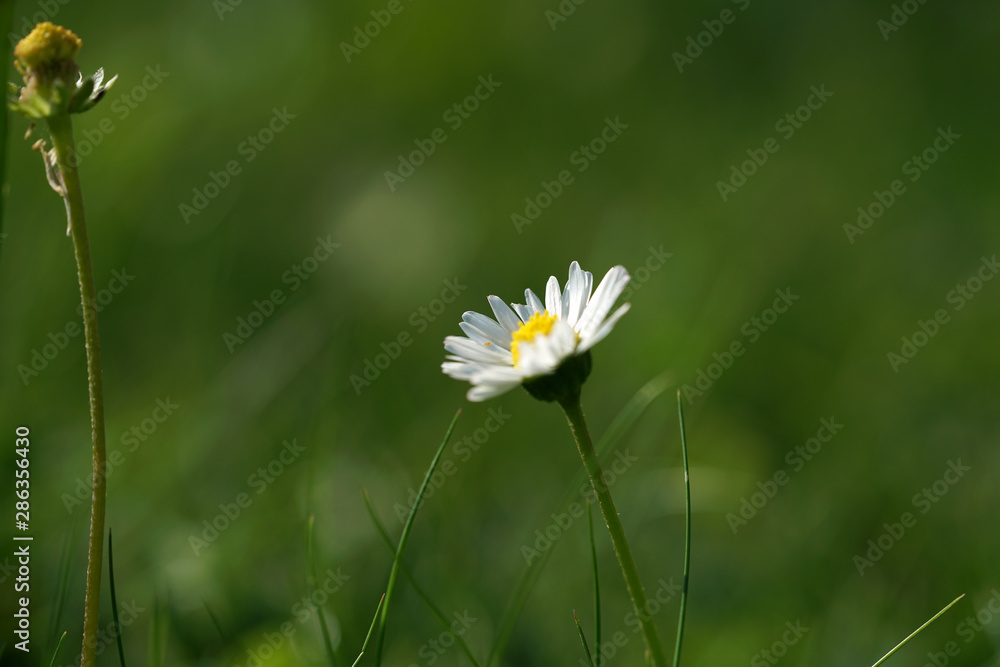 Since Daisy grows on almost every meadow area, it is one of the best-known plant species in Central Europe. Since Daisy grows on almost every meadow area, it is one of the best-known plant species in Central Europe.