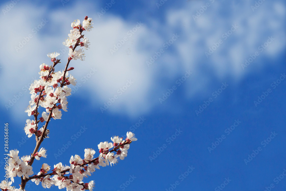 Blooming tree branches with a cloudy blue sky and sun Blooming tree branches with a cloudy blue sky and sun