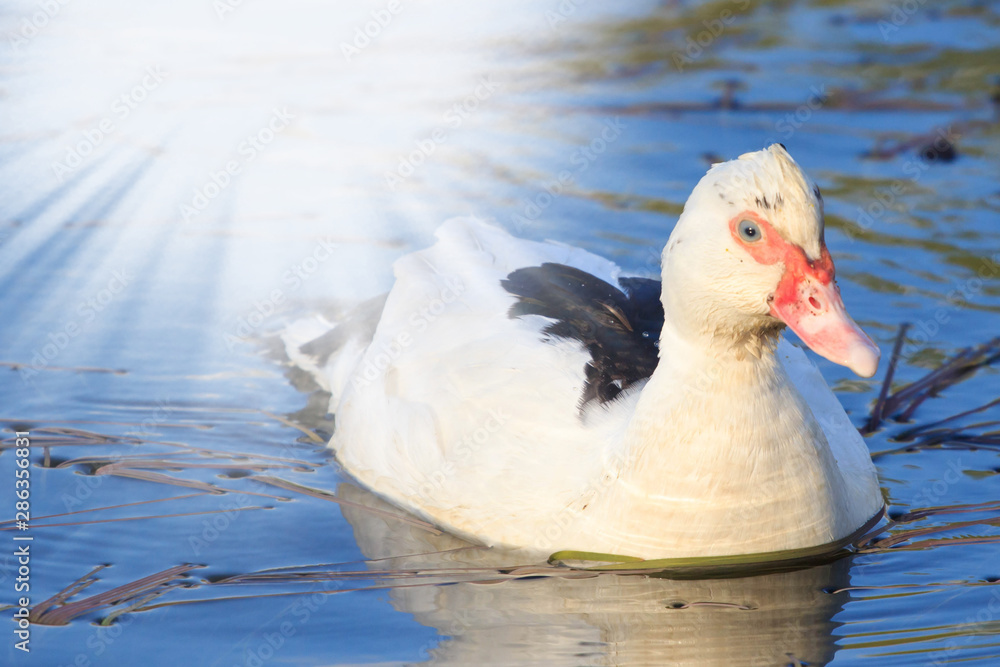 Fototapeta premium close up of duck swimming in pond with sun glow
