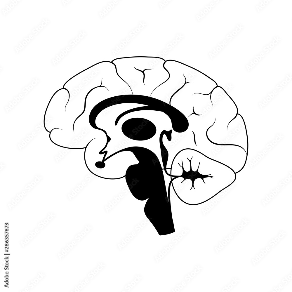 Vector illustration of human brain anatomy Stock Vector | Adobe Stock