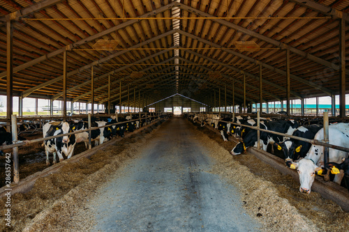 Diary cows in modern free livestock stall