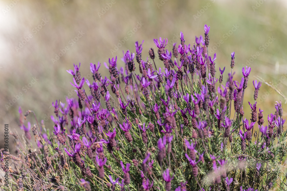 Obraz premium Flowering lavender plant near Garrovillas de Alconetar