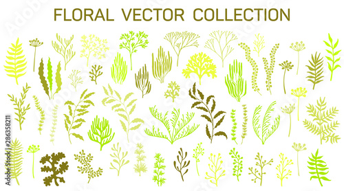 Floral vector set of branches, corals, seaweeds