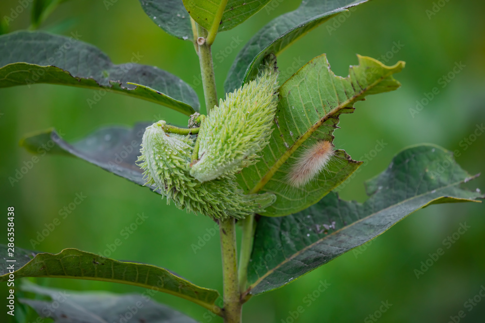 caterpillar on milkweed caterpillar on milkweed