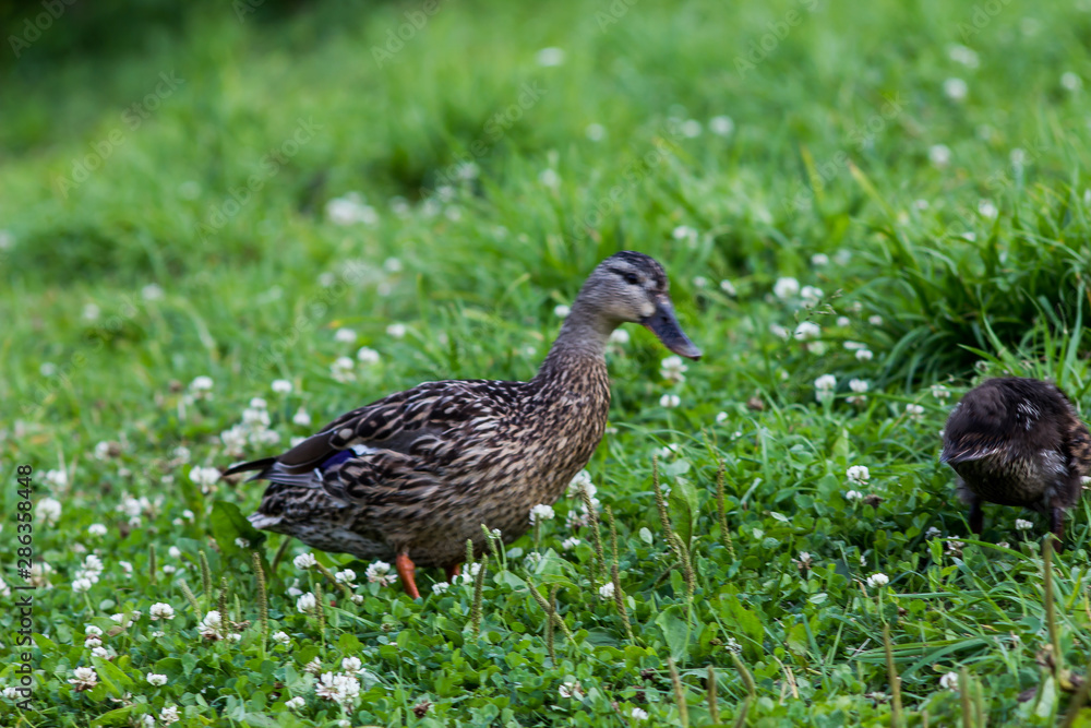 wild ducks in search of food on the grass by the lake wild ducks in search of food on the grass by the lake