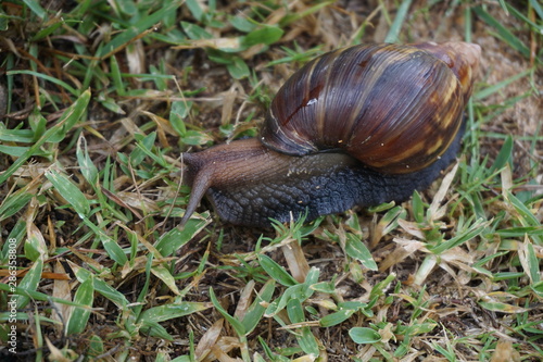 Giant African Snail in Hawaii