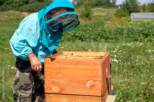 elderly man beekeeper collects honey in honeycombs