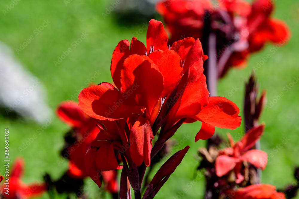Red flowers of Canna indica, commonly known as Indian shot, African arrowroot, edible canna, purple arrowroot or Sierra Leone arrowroot, in soft focus, in a garden in a sunny summer day