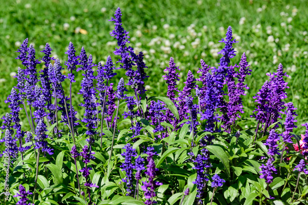 Fototapeta premium Dark blue flowers of Salvia officinalis, commonly known as garden sage, common sage, or culinary sage, in soft focus, in a garden in a sunny summer day