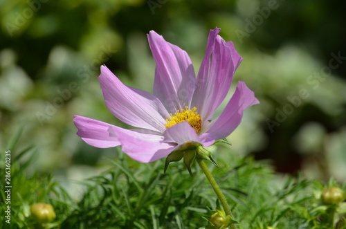 One pink delicate Cosmos flower in full bloom in a garden in a sunny summer day