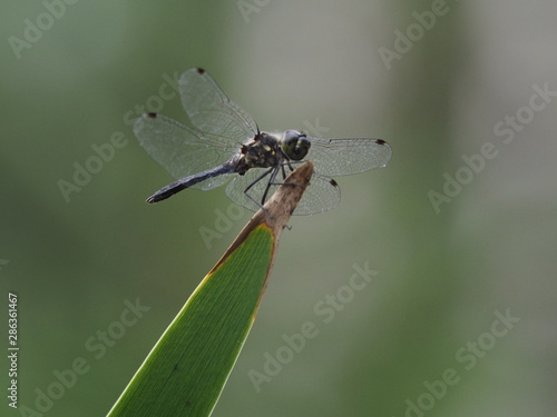 Dragonfly on leaf © Ina Hain