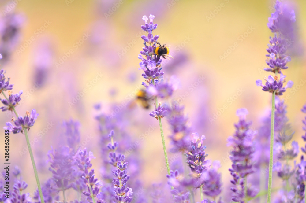 Obraz premium Bumblebee on lavender