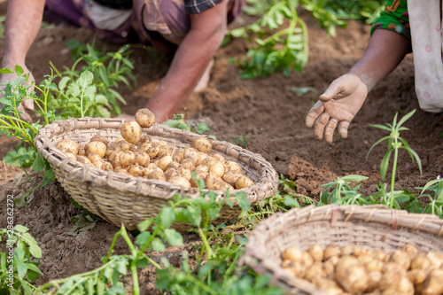 Roots full potatoes are showing a worker at Thakurgong, Bangladesh.