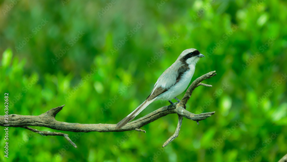 Obraz premium Grey-backed Fiscal