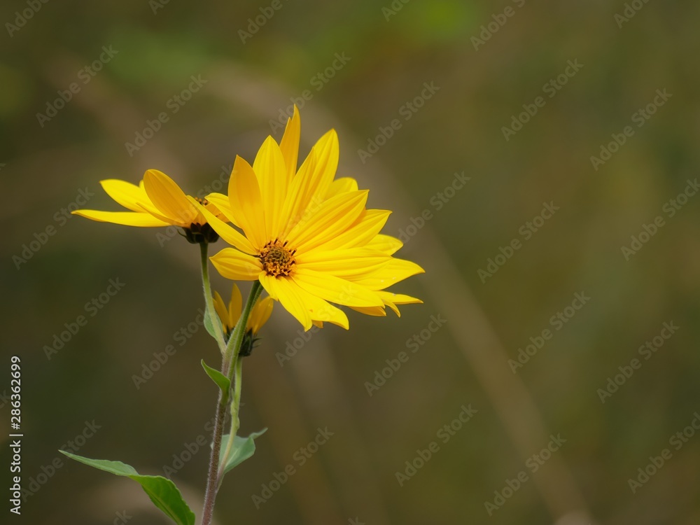 Obraz premium leuchtend gelbe Herbstblumen