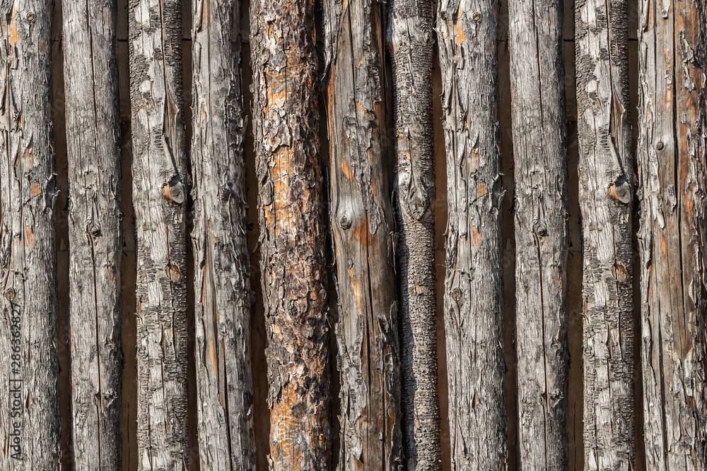 Beautiful texture of old brown and gray pine trunks fence with knots and resin and bark is in the photo Beautiful texture of old brown and gray pine trunks fence with knots and resin and bark is in the photo
