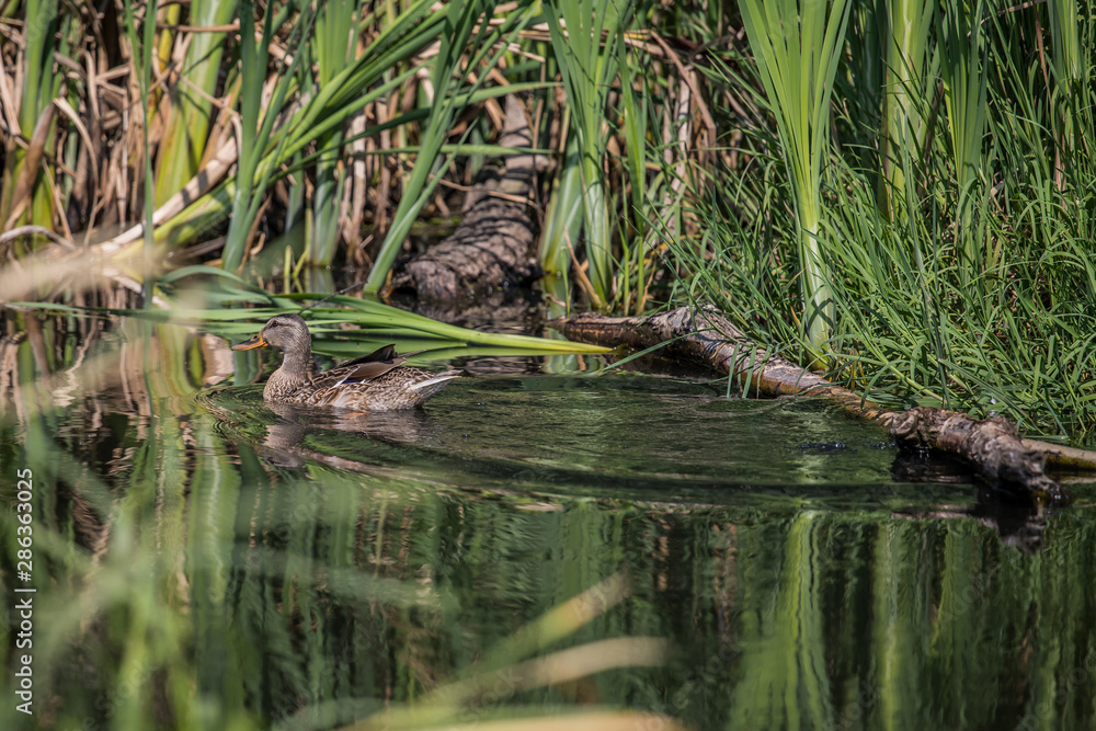 Fototapeta premium duck in the pond