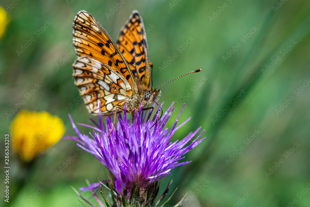 butterfly on flower take a snack butterfly on flower take a snack