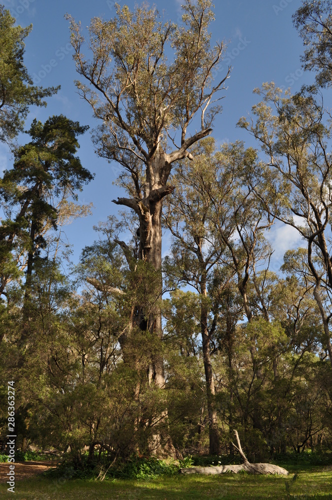 Tuart trees, Eucalyptus gomphocephala, Tuart Forest National Park,  the largest remaining forest of pure Tuart in the world, near Busselton, Western Australia, Australia
