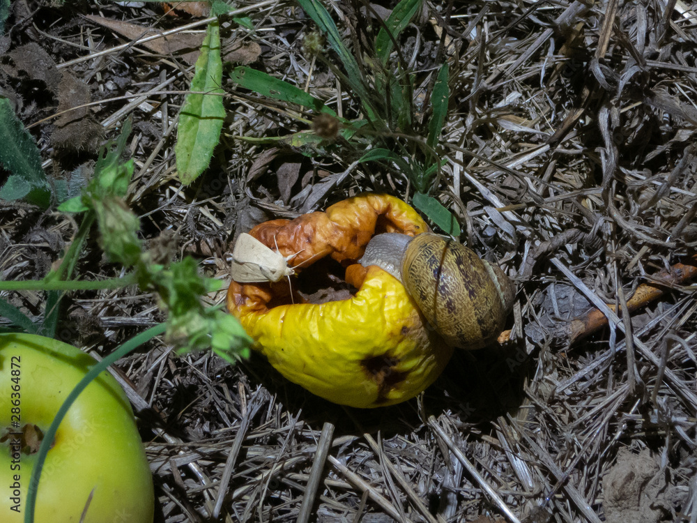 screw walking on a rotten apple