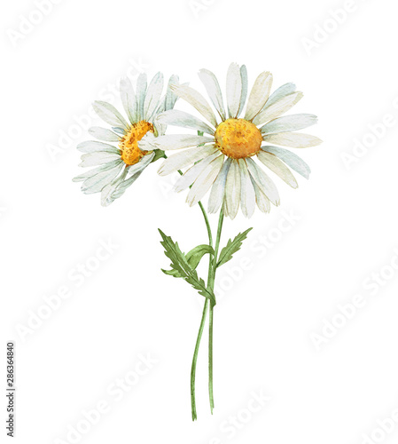wildflowers daisies on a white background.