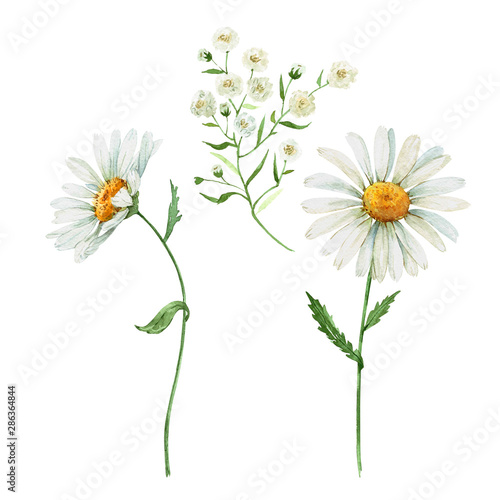 Fototapeta wildflowers daisies on a white background.