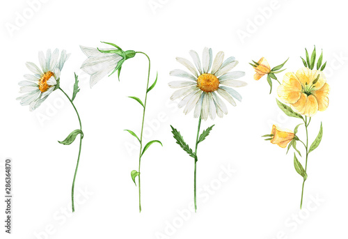 wildflowers set. watercolor drawing